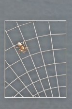 Spinnen Gitter aus Edelstahl
