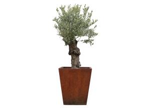 Pflanzgefäß mit einem alten Olivenbaum